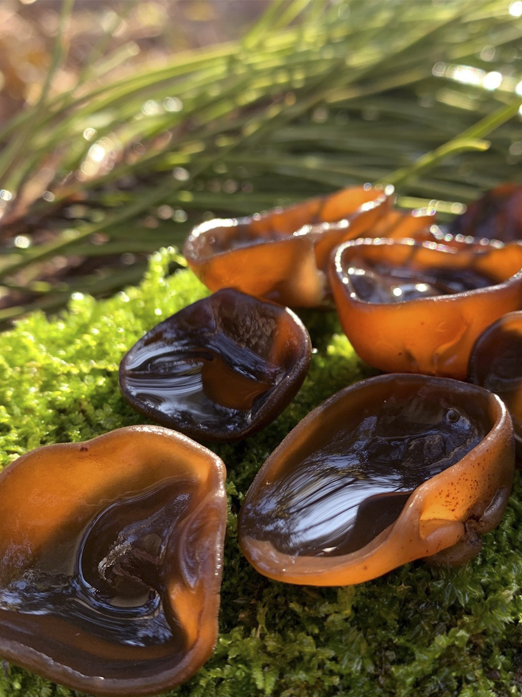 菜谱｜食用(yòng)菌之王——黑木(mù耳